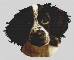 (image for) Springer Spaniel Puppy